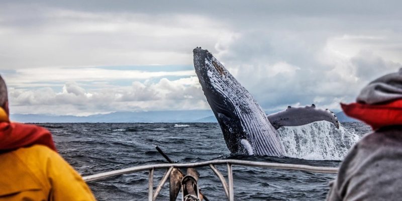Увлекательное путешествие в сезон китов в Мурманске